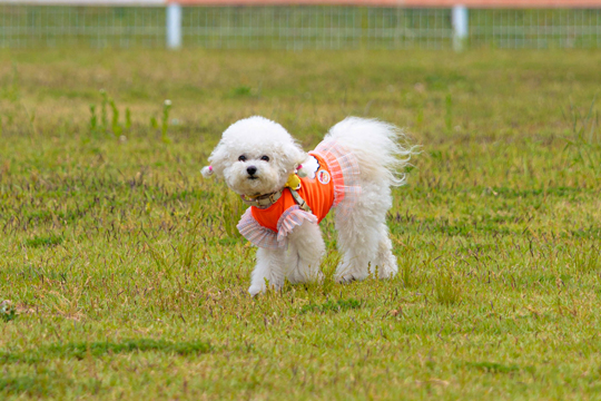 2025 익산 멍룡도그나루 캠프