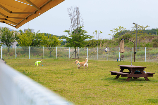 2025 익산 멍룡도그나루 캠프